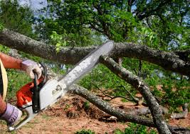 Trusted Orchard City, CO Tree Services Experts