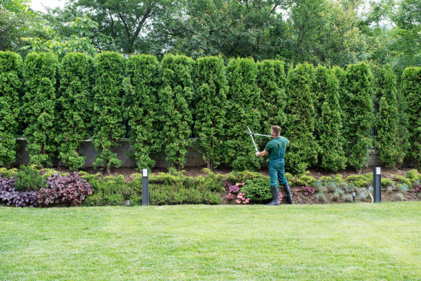 Best Lawn Renovation and Restoration  in Orchard City, CO