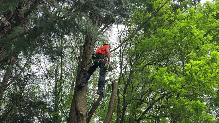 Best Root Management and Removal  in Orchard City, CO