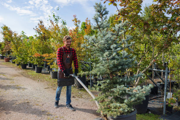 Best Tree Mulching  in Orchard City, CO