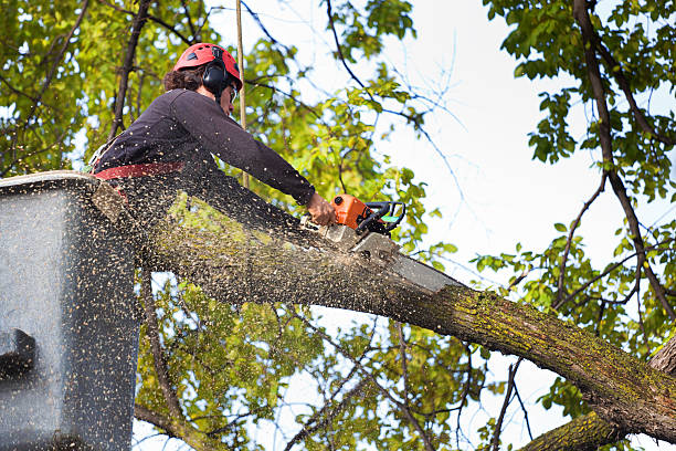 Best Stump Grinding and Removal  in Orchard City, CO